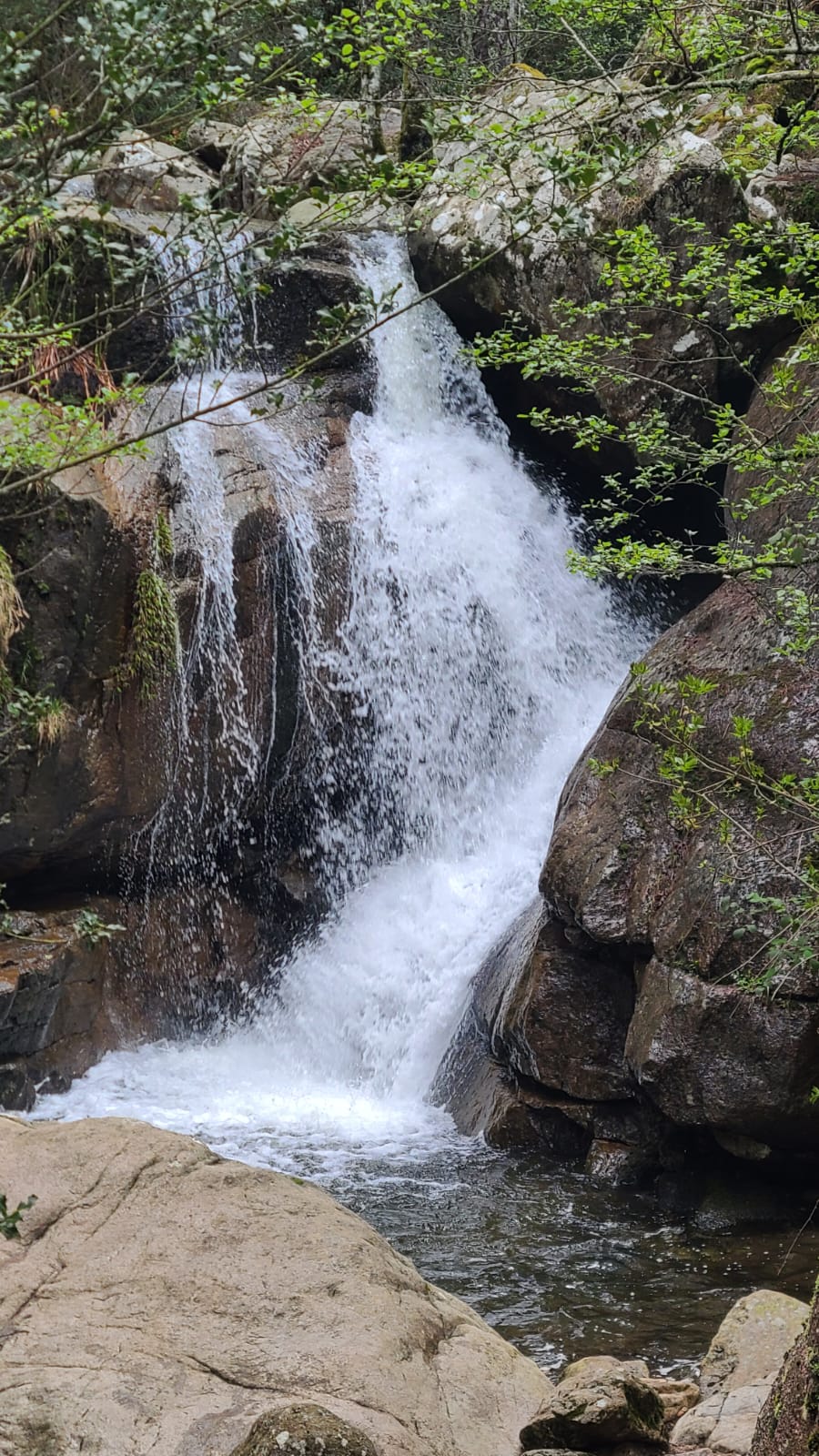 Cascade en forêt